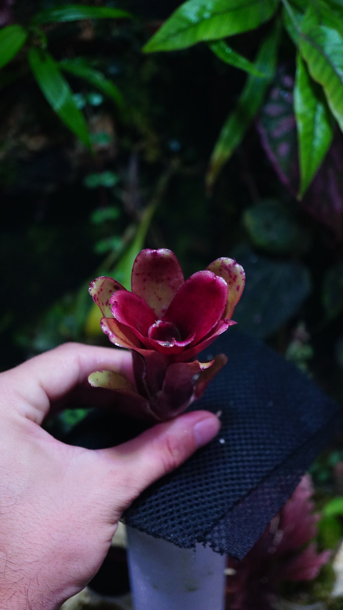 Neoregelia chiquita