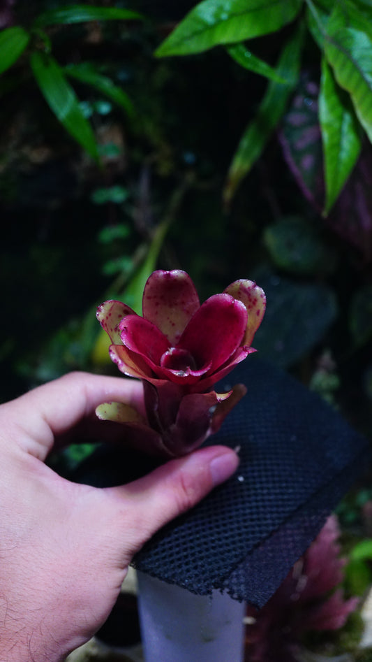 Neoregelia chiquita