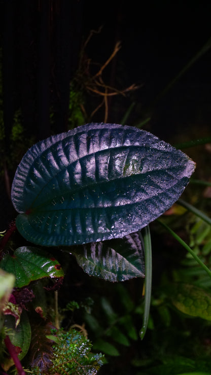 Phyllagathis rotundifolia