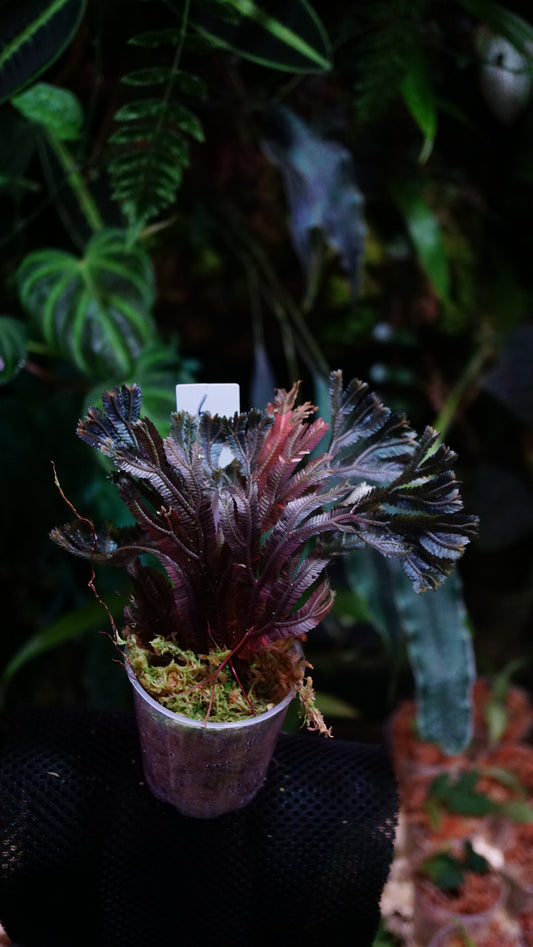 Selaginella intermedia sp purple N6