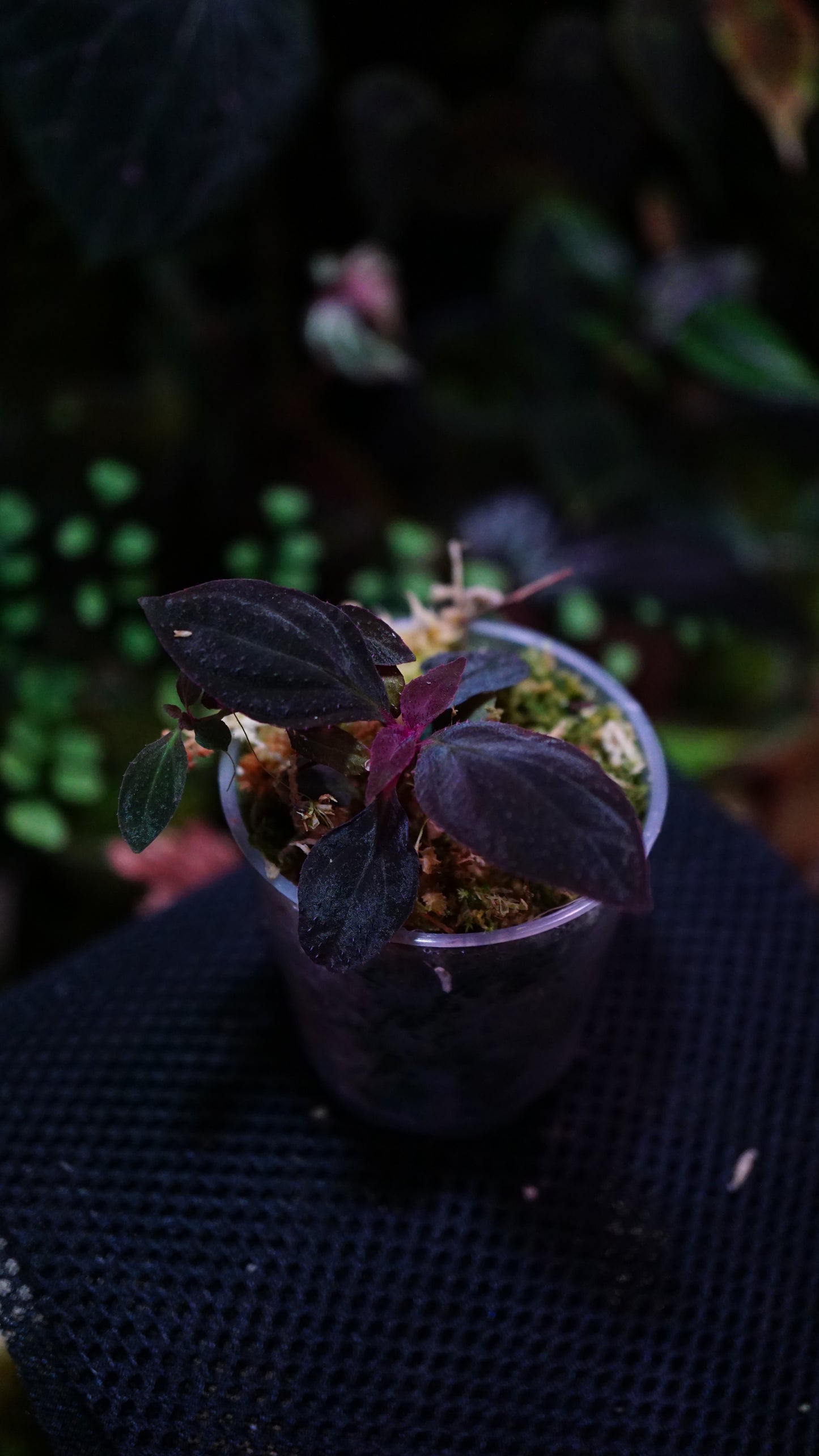 Sonerila sp