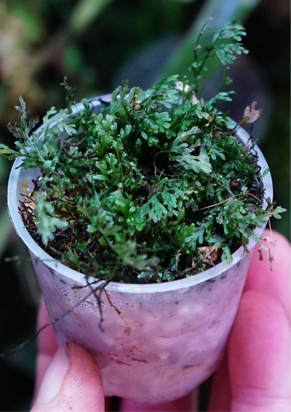 Hymenophyllum sp