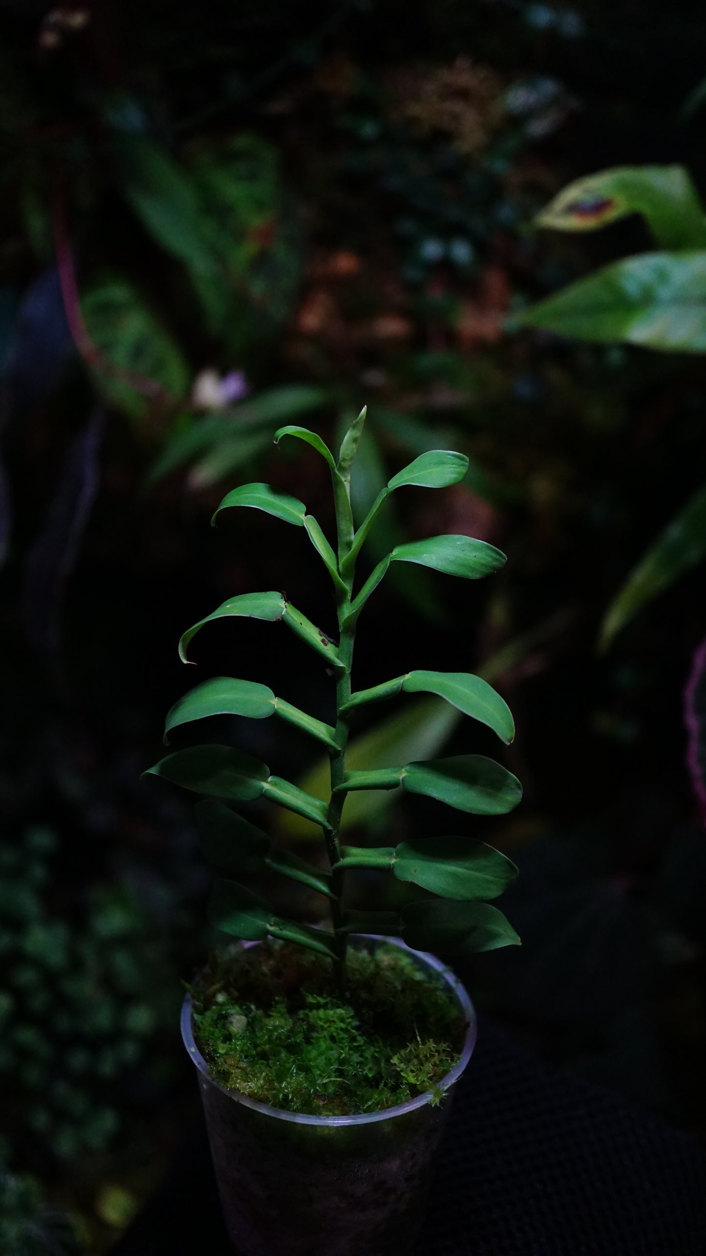 Pothos scandens