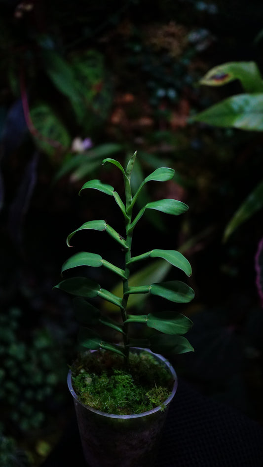Pothos scandens