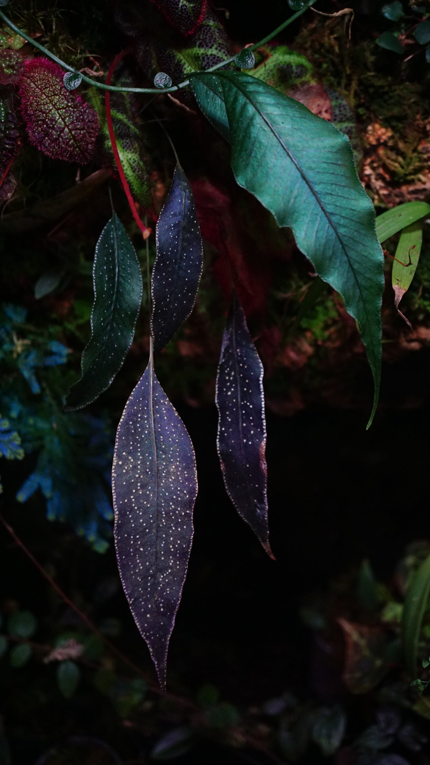 selliguea albidosquamata small