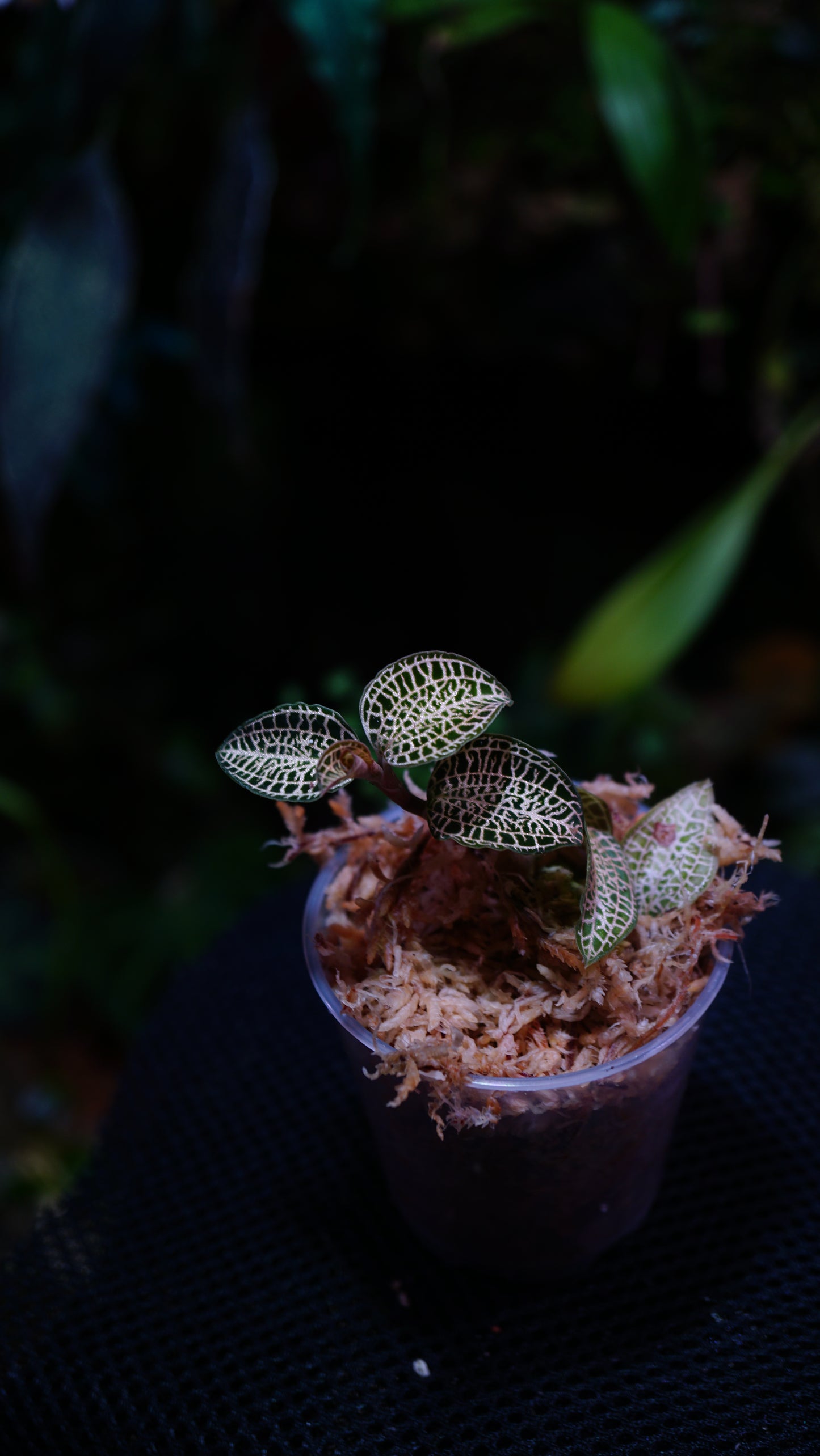 Anoectochilus Roxburghii