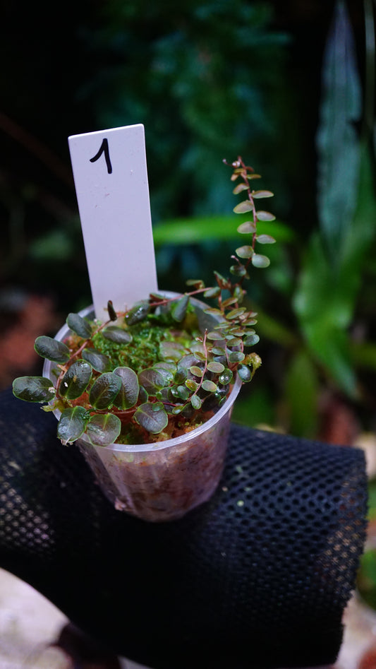 Marcgravia sp 1