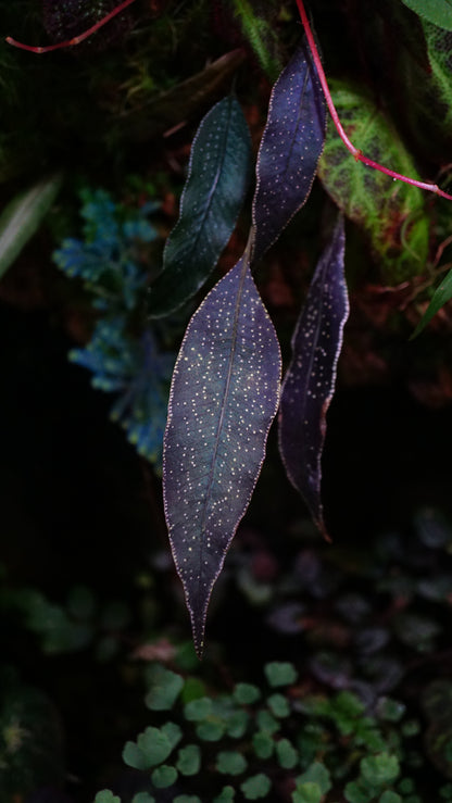 selliguea albidosquamata small