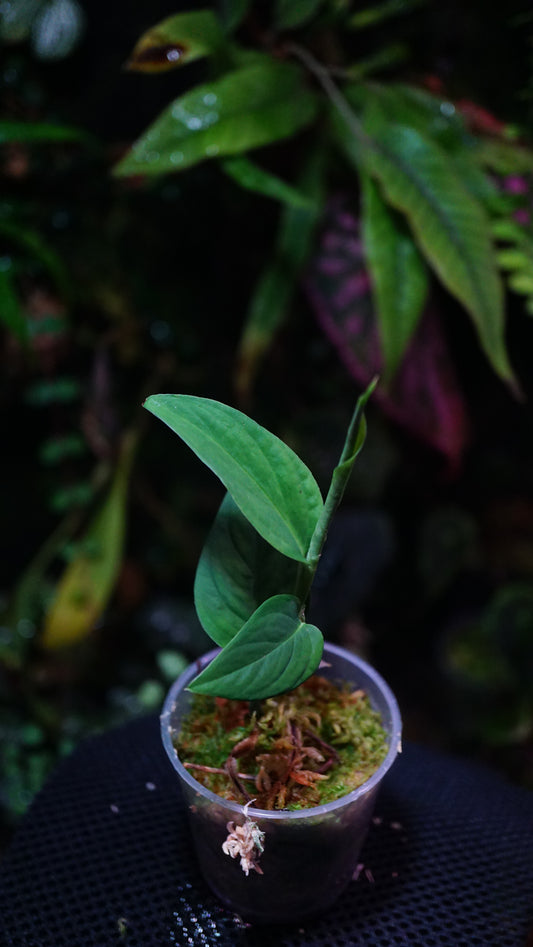 Anadendrum calcicola ( Green)