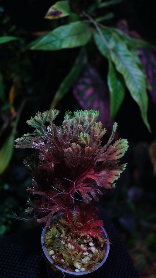 Selaginella-Hologramm