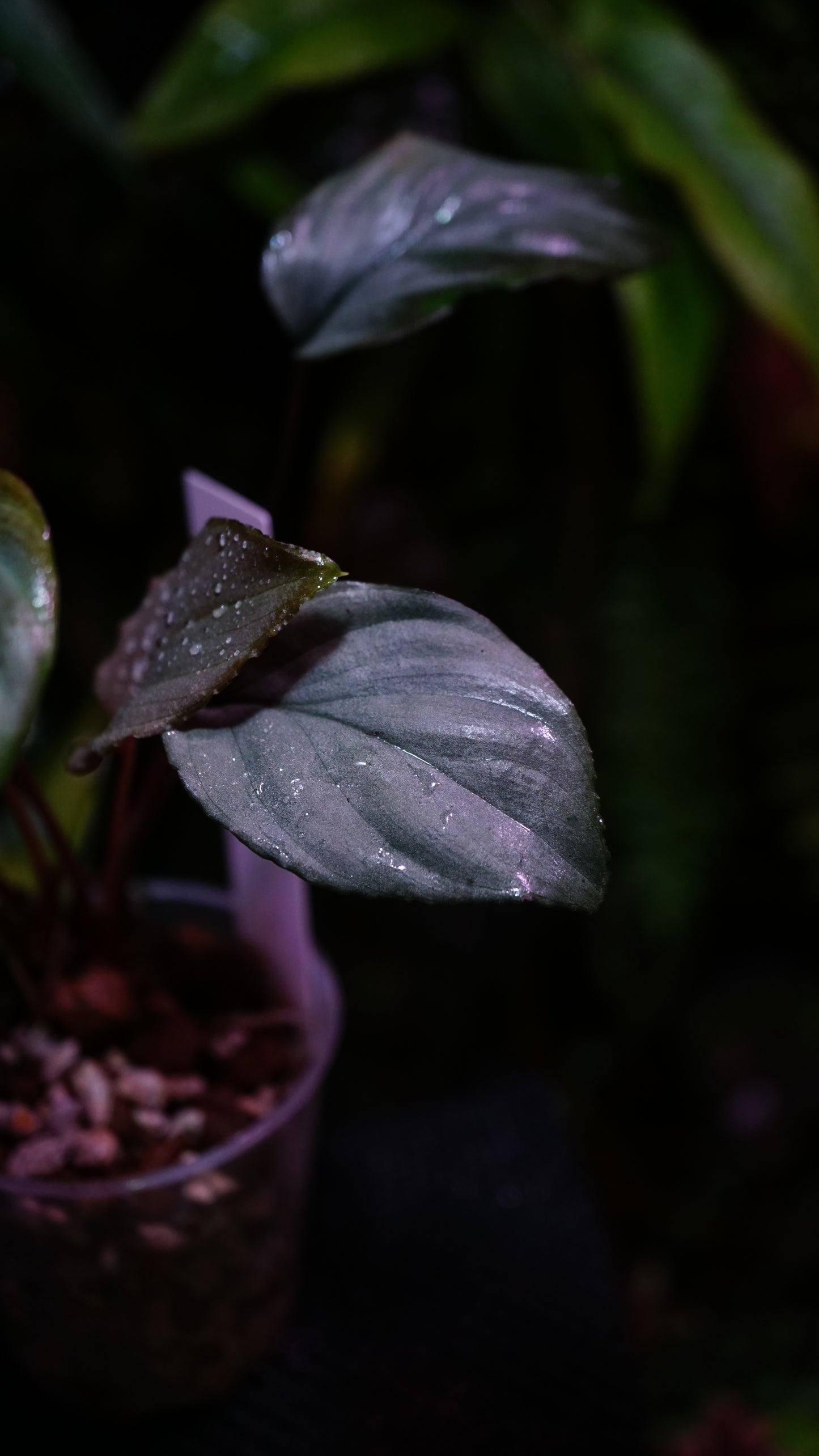 Homalomena humilis silver