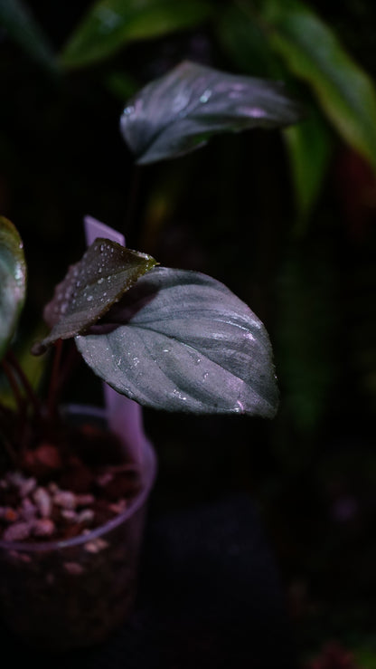 Homalomena humilis silver