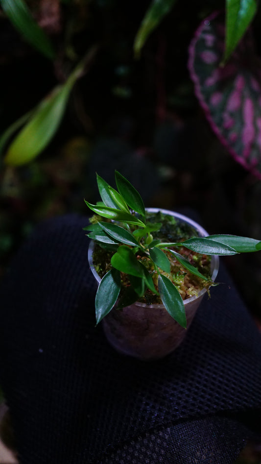 Philodendron mini midget