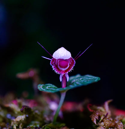 Corybas ( Thailand species )