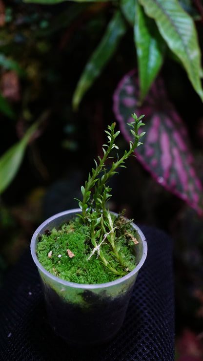 Huperzia sp