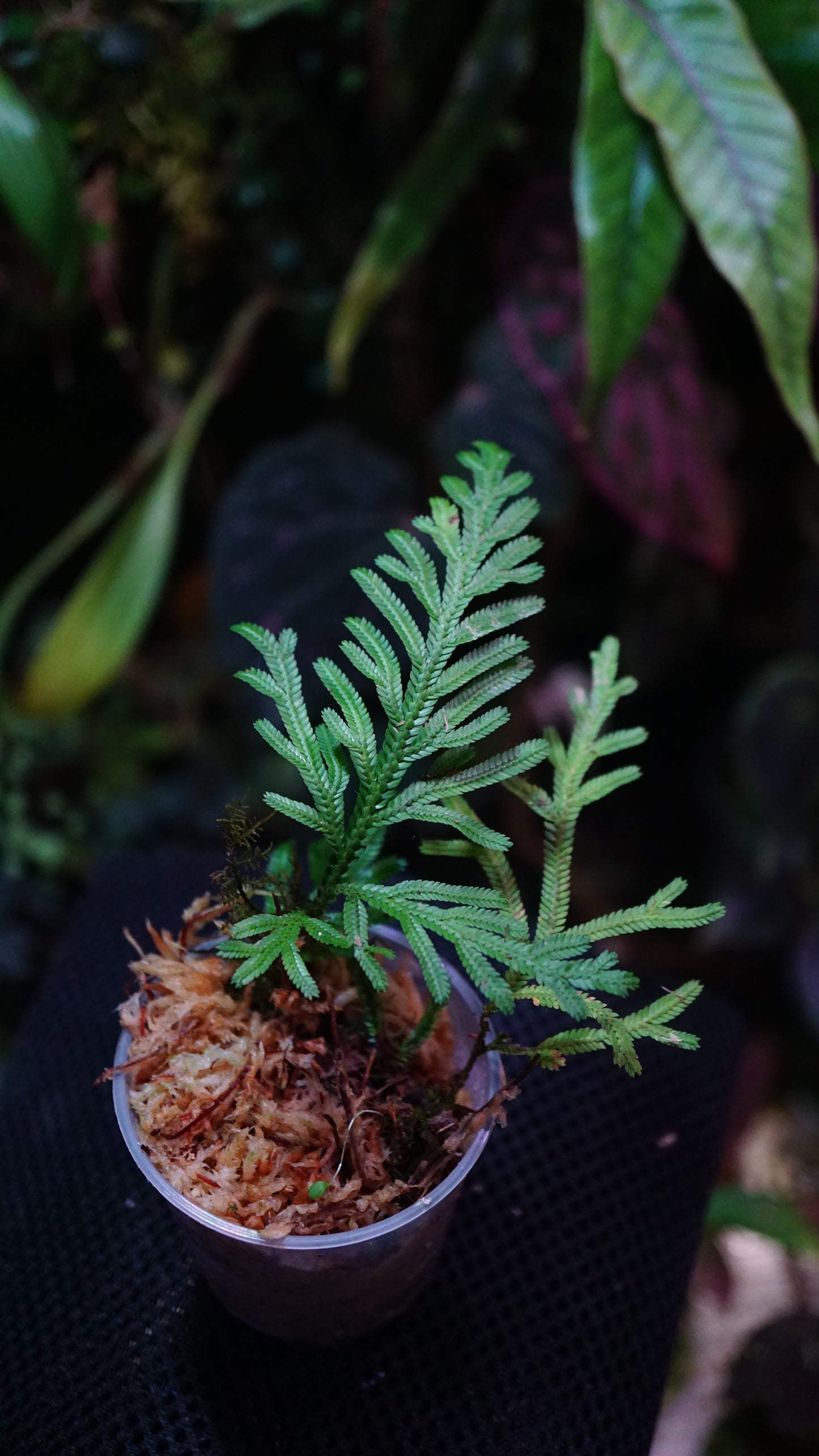 Selaginella sp ( Guadeloupe )