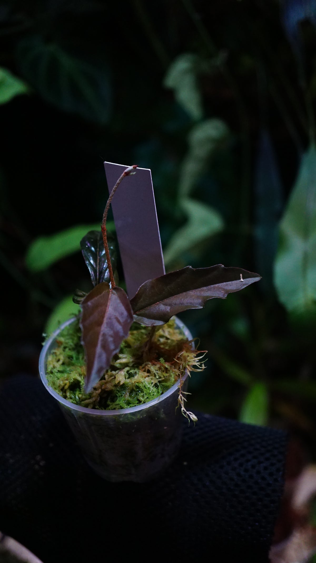 Tetrastigma sp