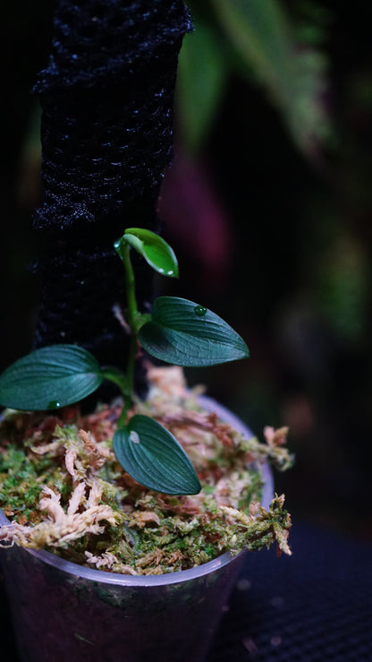 Philodendron mini Santiago