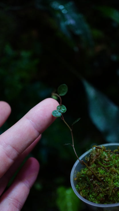 Ficus deltoïdes mini