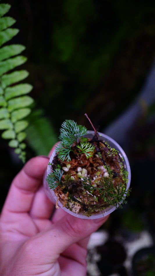 Davalia parvula