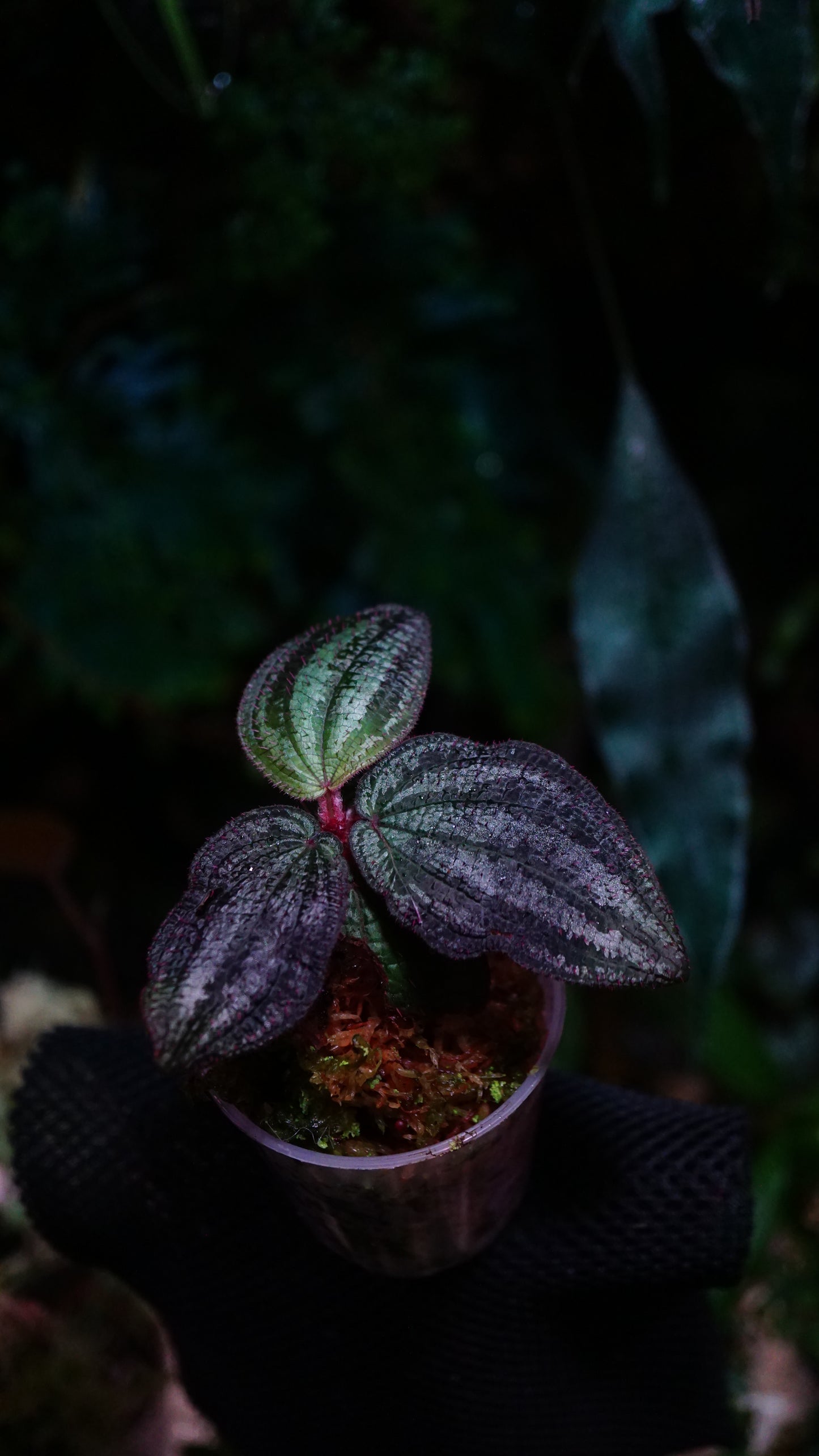 Phyllagathis sp
