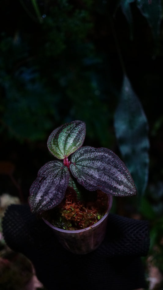 Phyllagathis sp