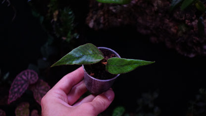 Pyrosia sp (selliguea?)