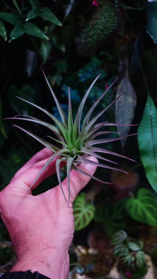 Tillandsia brachycaulos