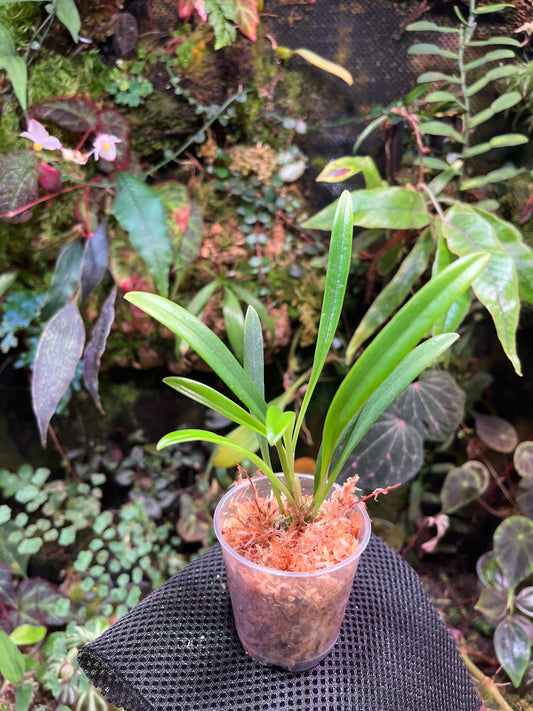 masdevallia herradurae
