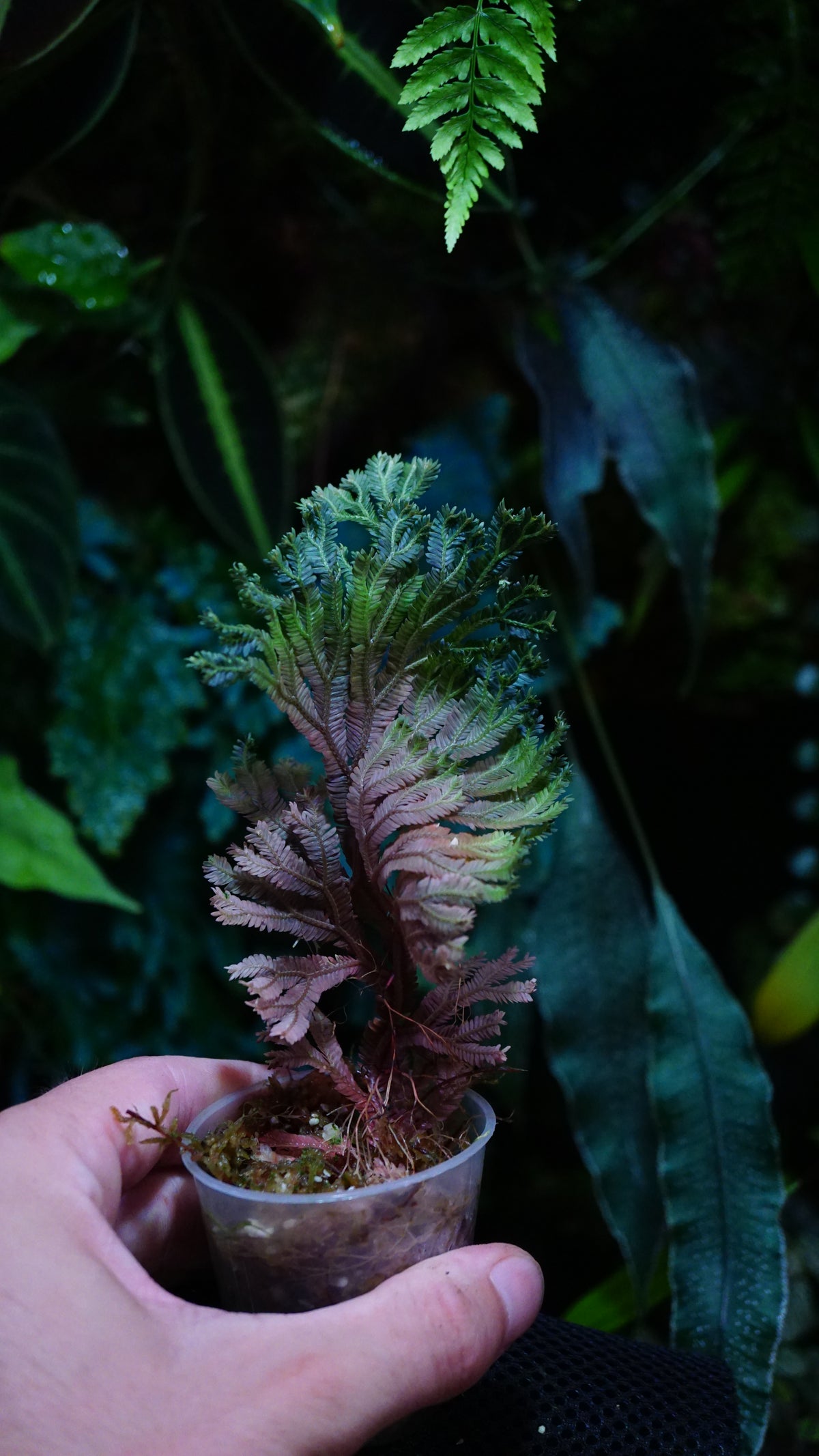 Selaginella intermédia