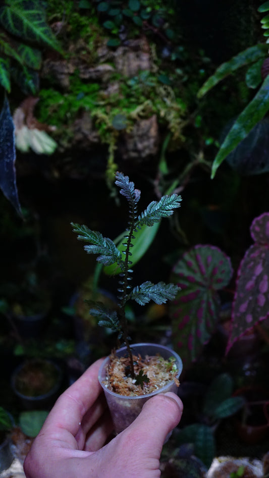 Selaginella sp Indonesia blue