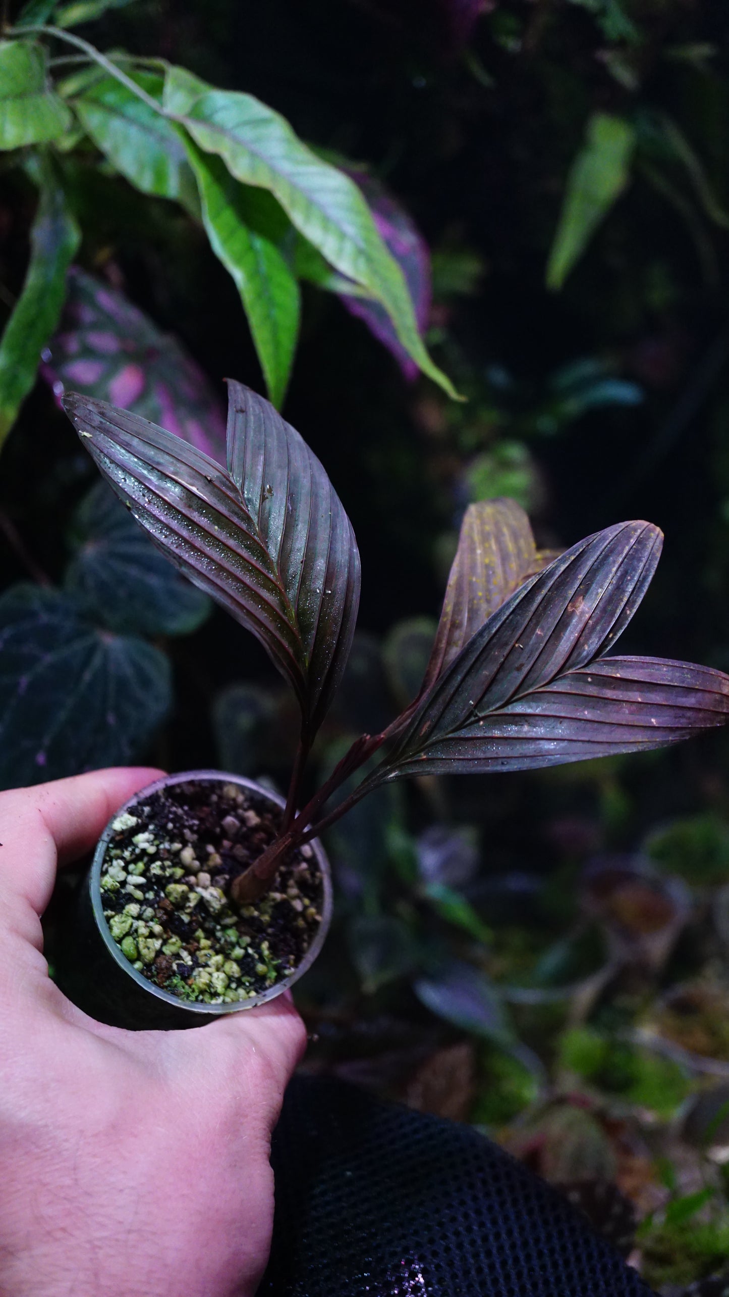 Pinanga veitchii