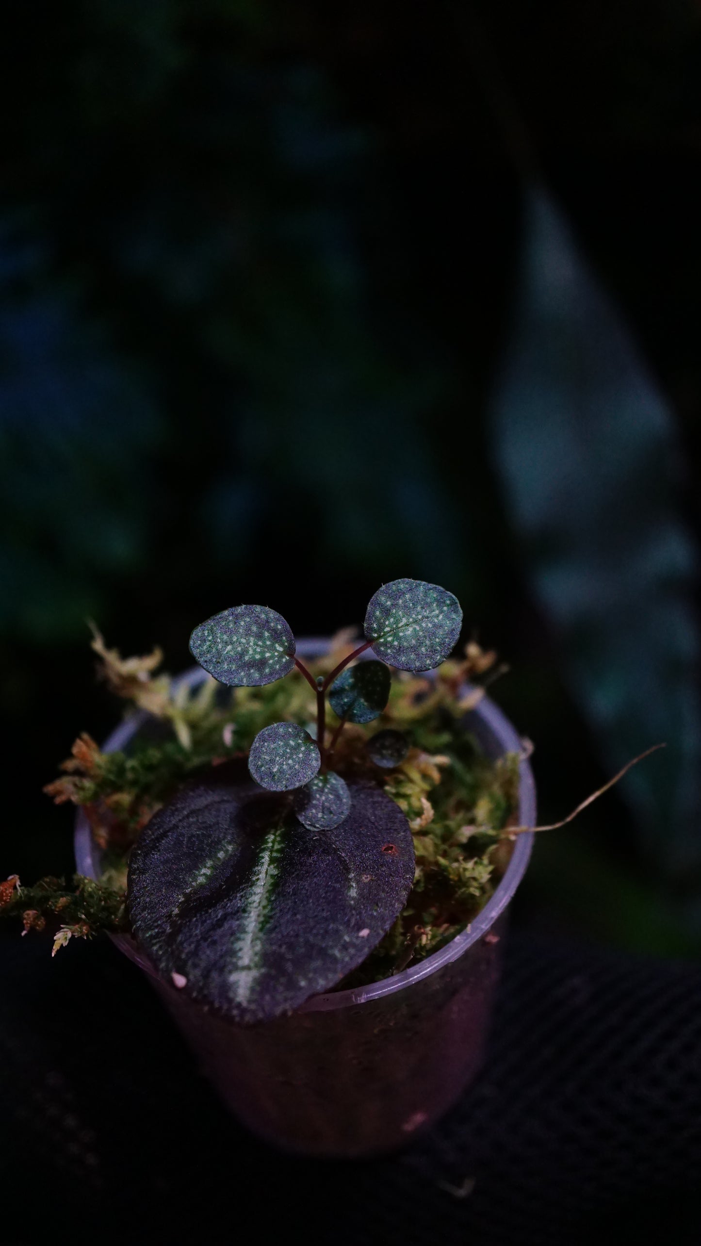 Sonerila sp ( tubéreuse )
