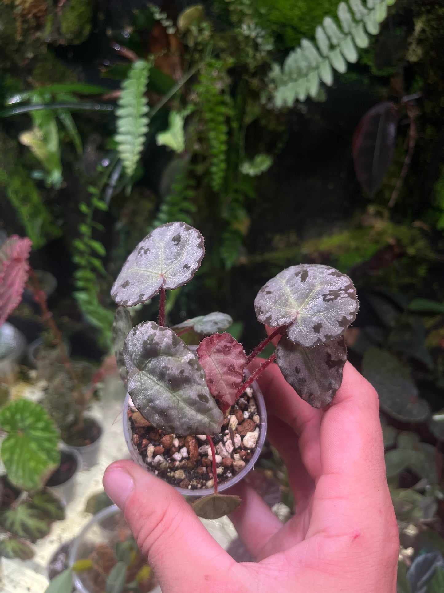 Bégonia wiformis