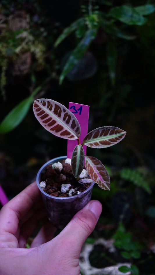Emblemantha ( labisia ) N 31