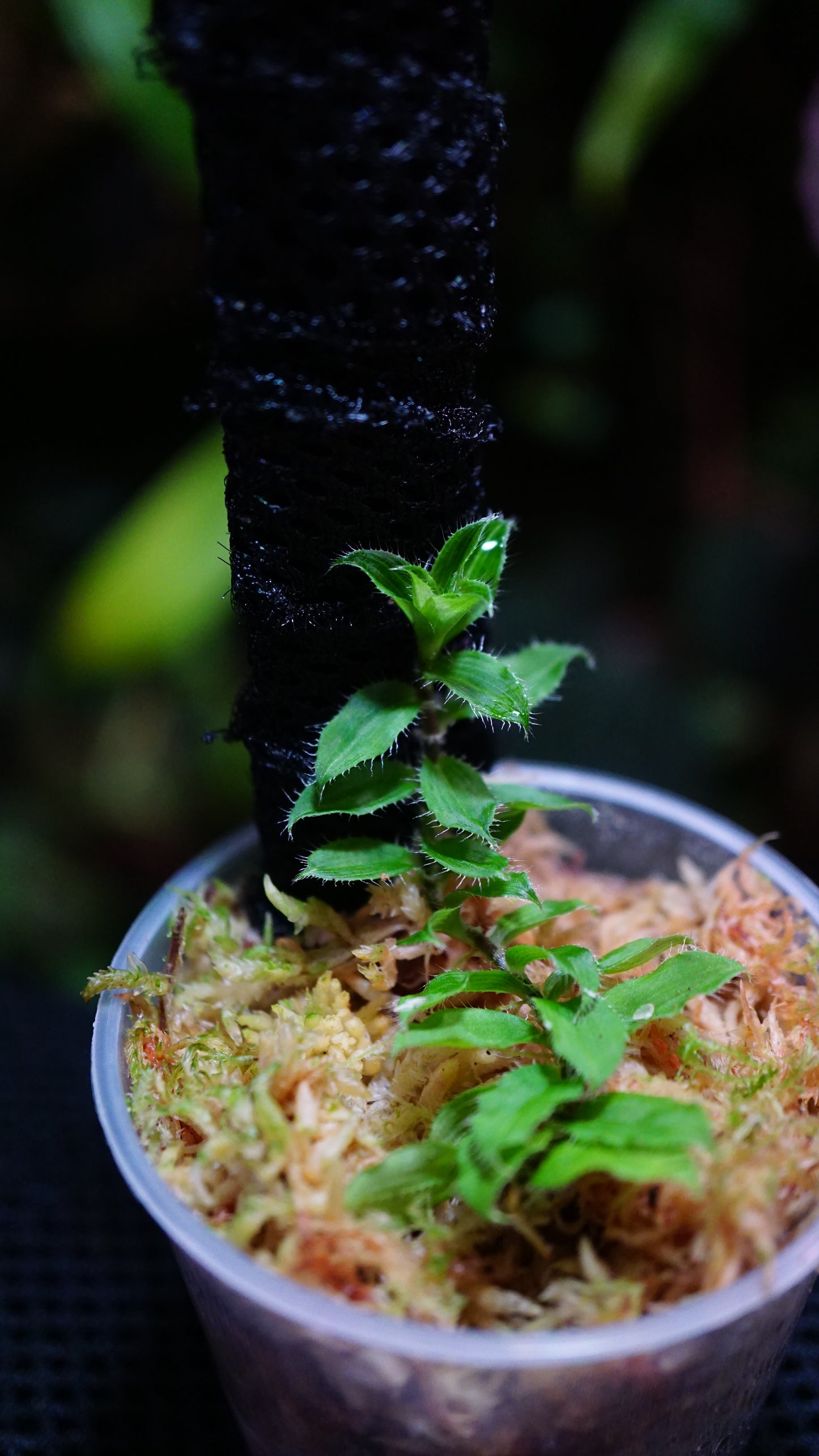 Freycenetia elangulata