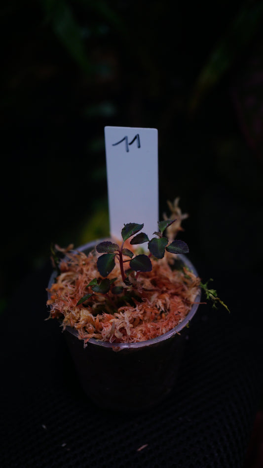 Sarcopyramis Sumatra n11