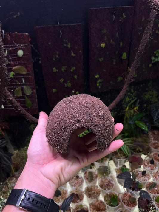 Cachette coco dendrobates petite / moyenne