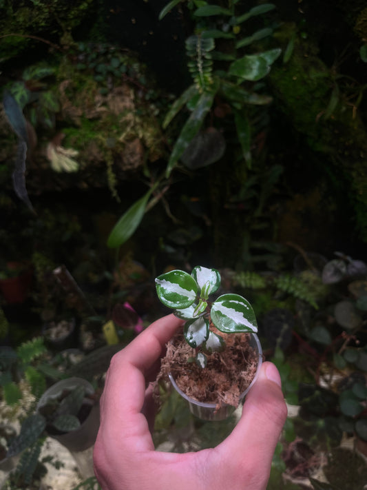 Sonerila sp
