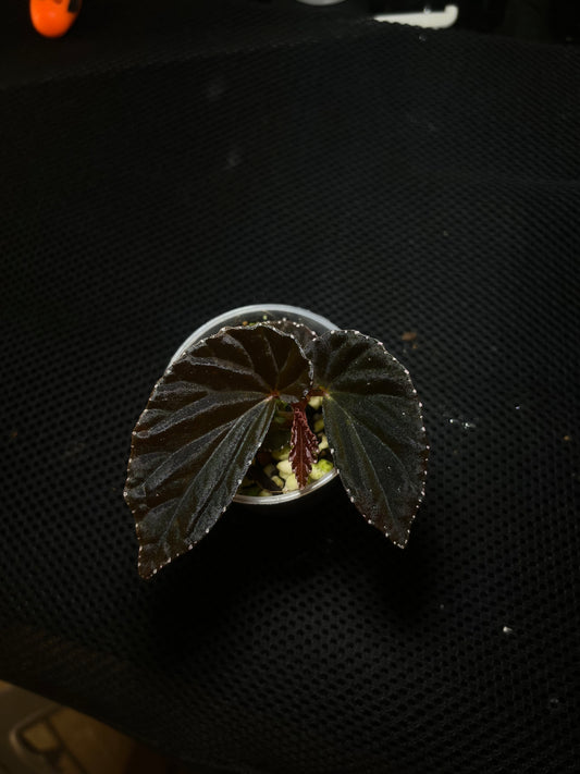 Bégonia black blood