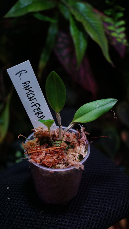 Restrepia antenifera