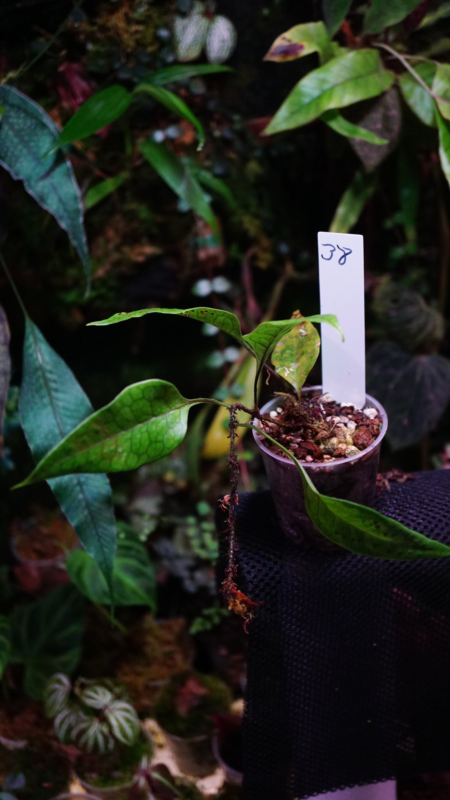 Fougère sp 38
