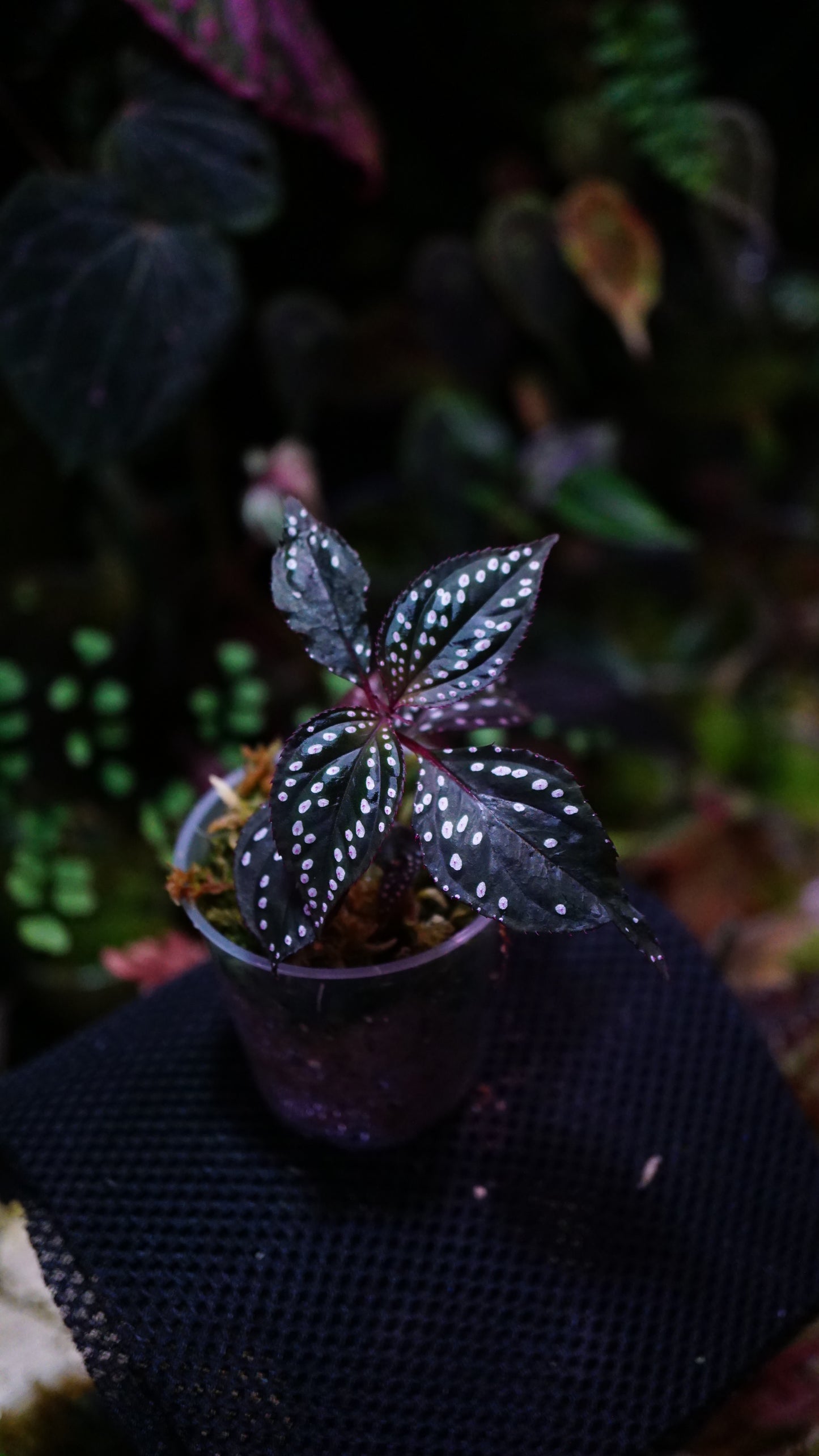 Sonerila sp