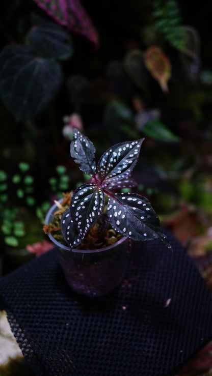 Sonerila sp purple