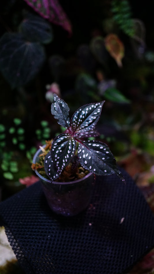 Sonerila sp