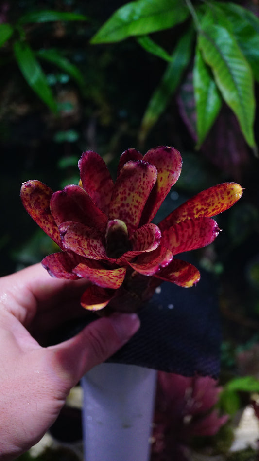 Neoregelia ampullacea X