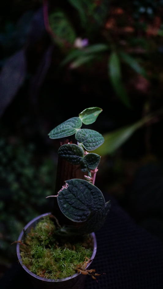 Raphydophora / piper