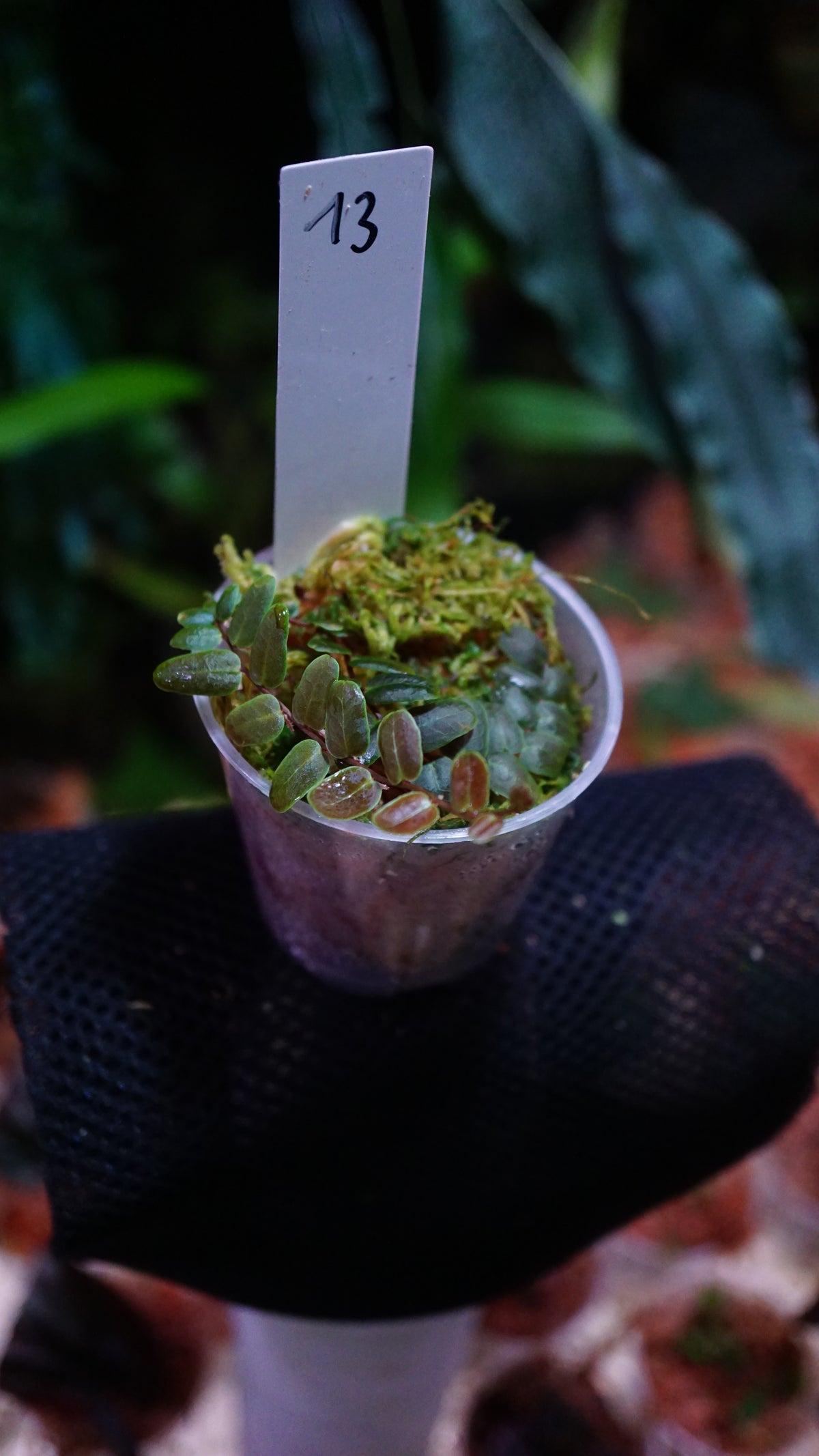 Marcgravia sp 13