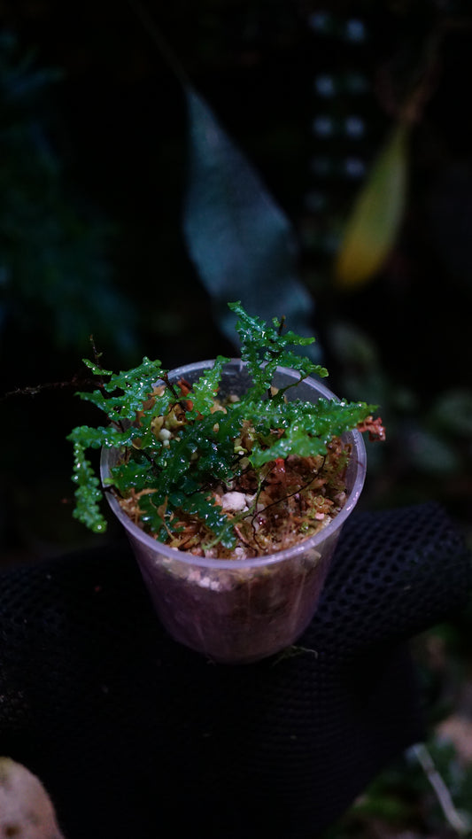 Teratophyllum sp