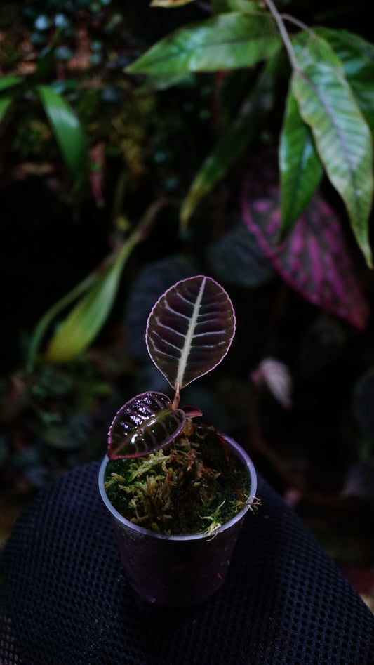 Emblemantha (labisia) N 19